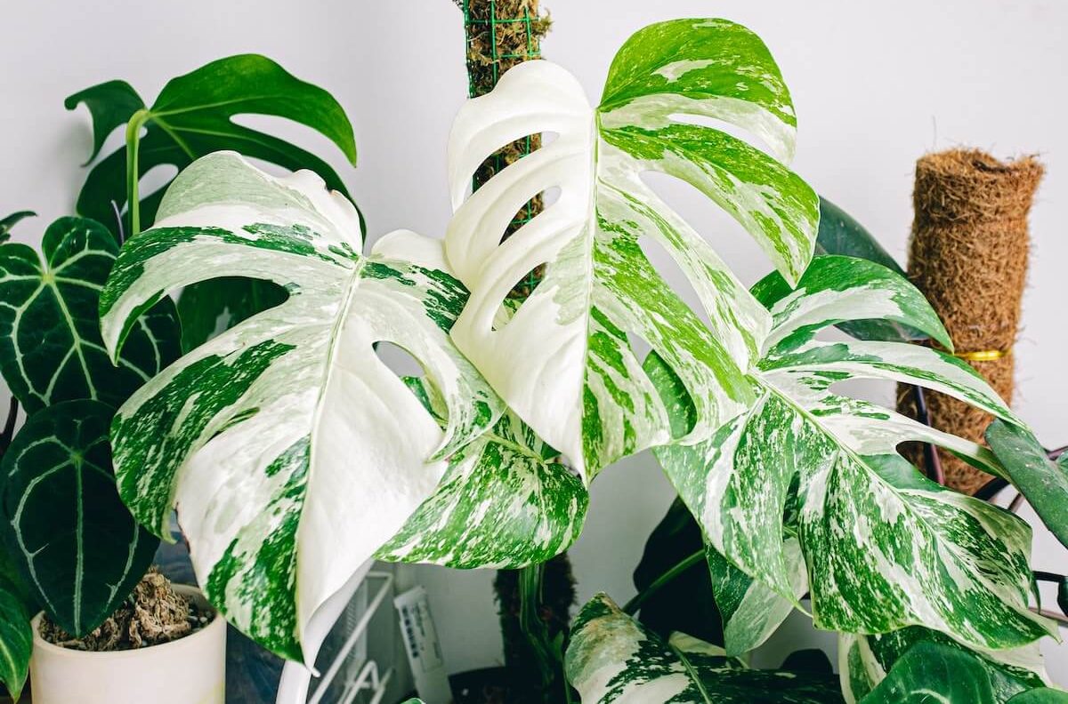 monstera albo variegata listy