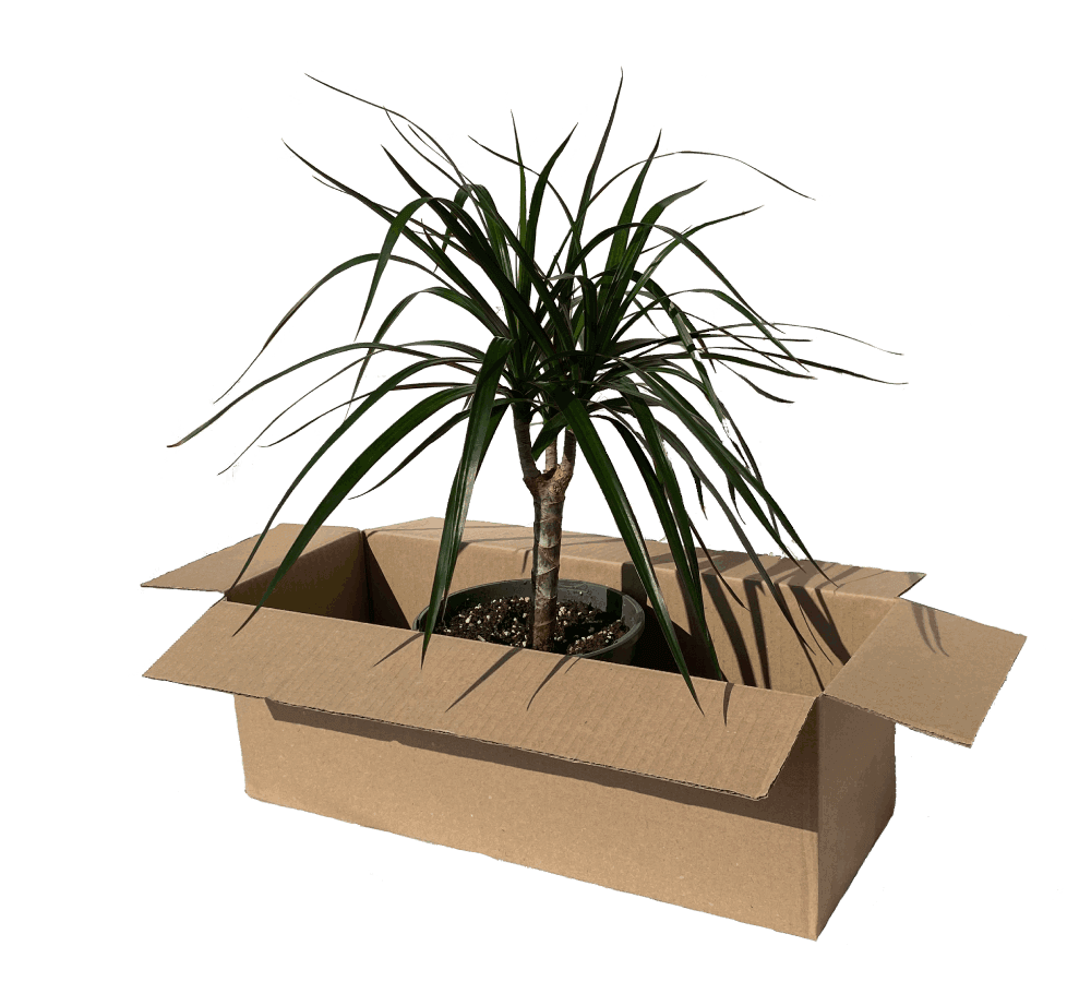 animácia izbových rastliniek